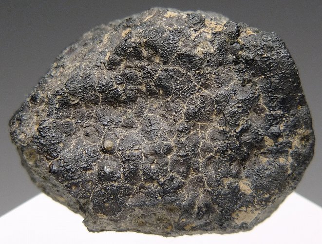 希少！ アエンデ隕石 標本